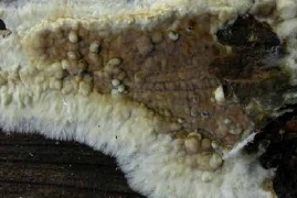 wet rot coniophora